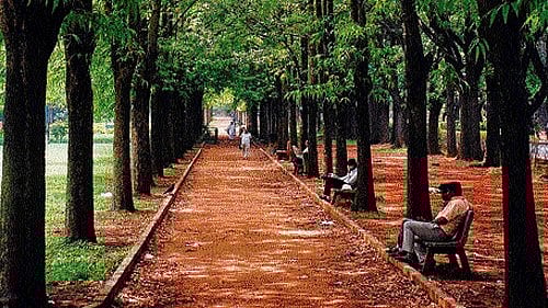 <div class="paragraphs"><p>Cubbon Park.</p></div>