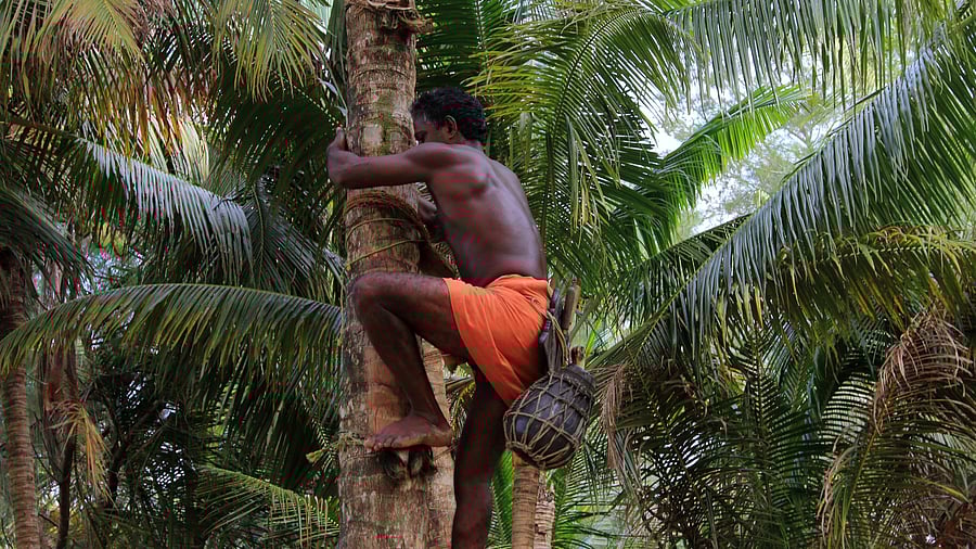 <div class="paragraphs"><p>Representative image of a toddy tapper.</p></div>