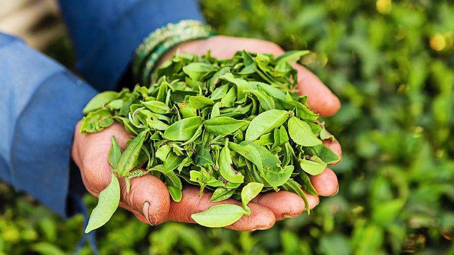 <div class="paragraphs"><p>Women workers show plucked tea leaves in Darjeeling, West Bengal</p></div>
