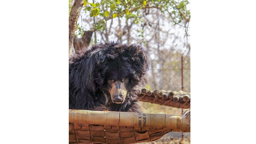 <div class="paragraphs"><p>Undated photo of sloth bear 'Bablu' at Van Vihar National Park, in Bhopal.</p></div>