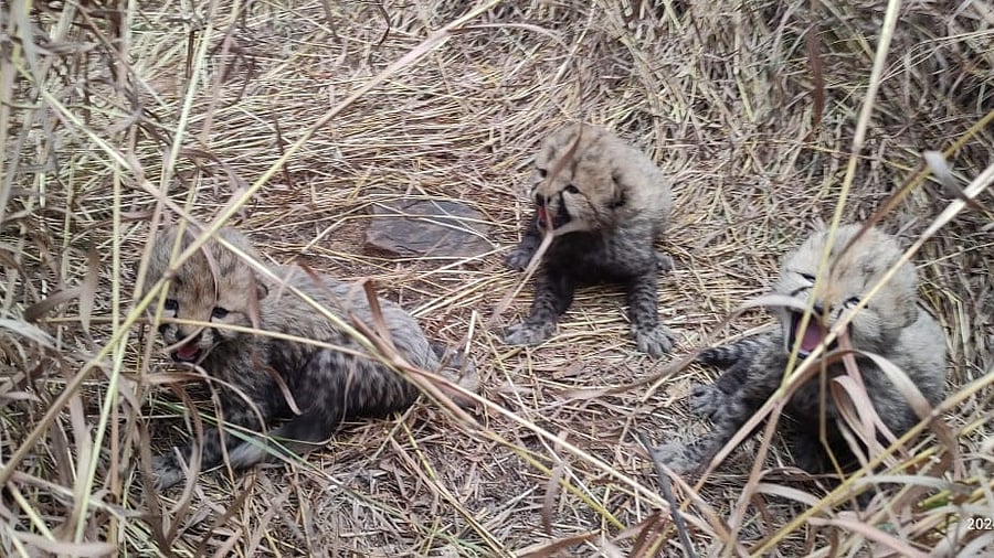 <div class="paragraphs"><p>Newly born Cheetah cubs.</p></div>