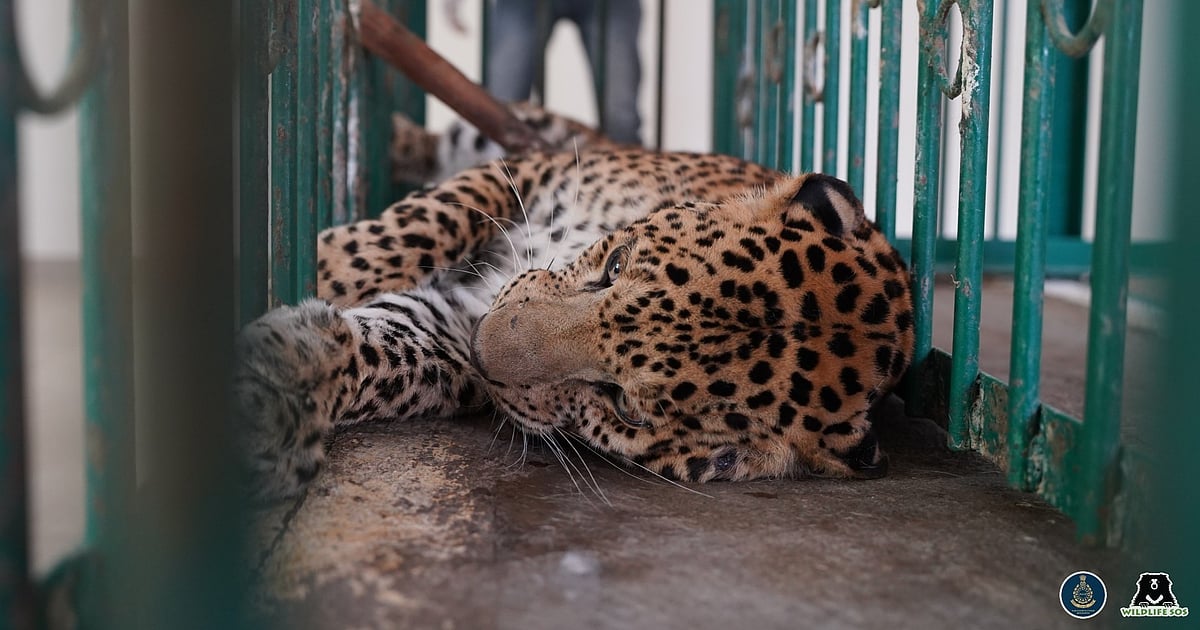 Severely ill leopard treated successfully in Maharashtra, released to ...