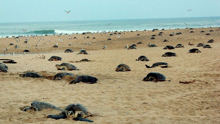 <div class="paragraphs"><p>Representative image of Olive Ridley turtles nesting their eggs </p></div>