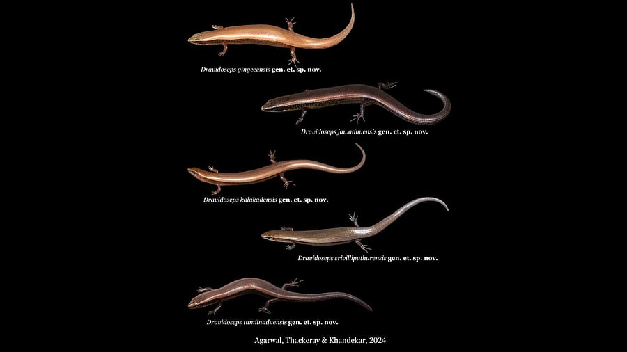 <div class="paragraphs"><p>The five new reptile species discovered by the&nbsp;Thackeray Wildlife Foundation team.</p></div>