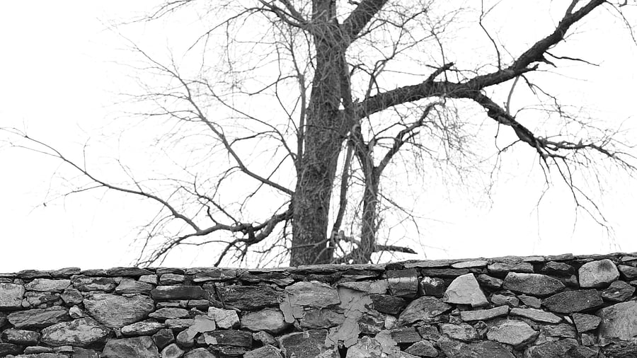 <div class="paragraphs"><p>Representative image of a tree.</p></div>