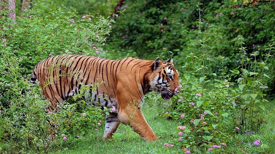 <div class="paragraphs"><p>Representative image.</p></div>