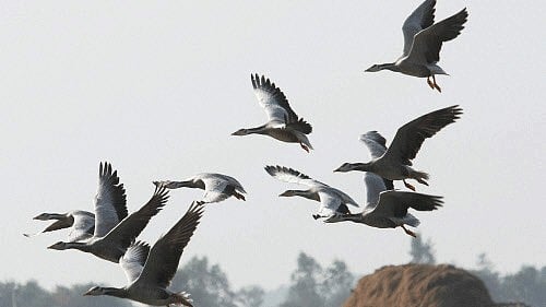 <div class="paragraphs"><p>Representational image for migratory birds.</p></div>