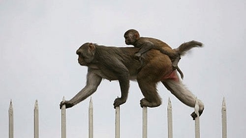 <div class="paragraphs"><p>The monkey menace is a well-known issue in Vrindavan. For representation purpose.</p></div>