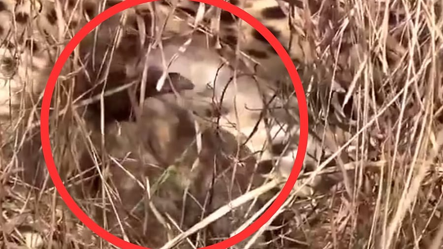 <div class="paragraphs"><p>Cubs of cheetah 'Jwala' circled in red. </p></div>