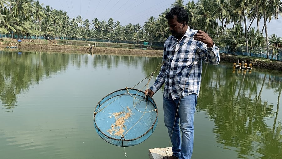 <div class="paragraphs"><p>Shrimp tanks in Amalapuram of Andhra&nbsp;Pradesh.&nbsp;</p></div>