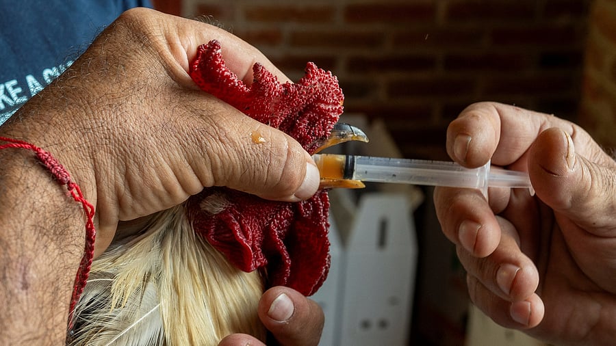 <div class="paragraphs"><p>Rooster being administered a hormone-boosting drug.</p></div>