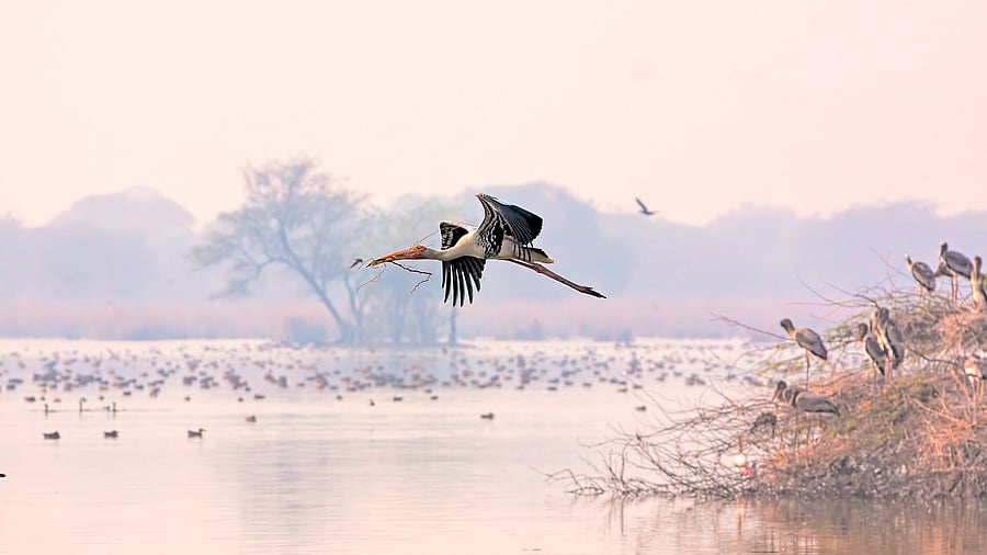 <div class="paragraphs"><p>Representative image of wetlands.</p></div>