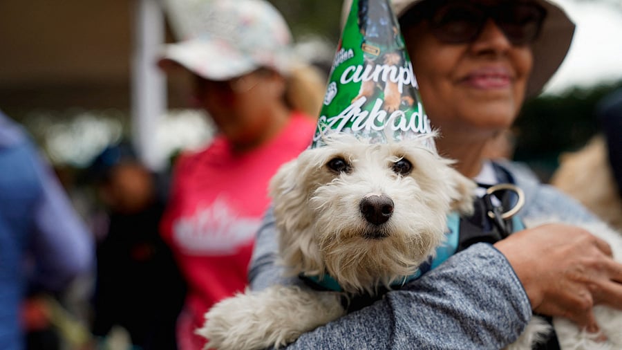<div class="paragraphs"><p>A dog and its owner. Representative image.</p></div>