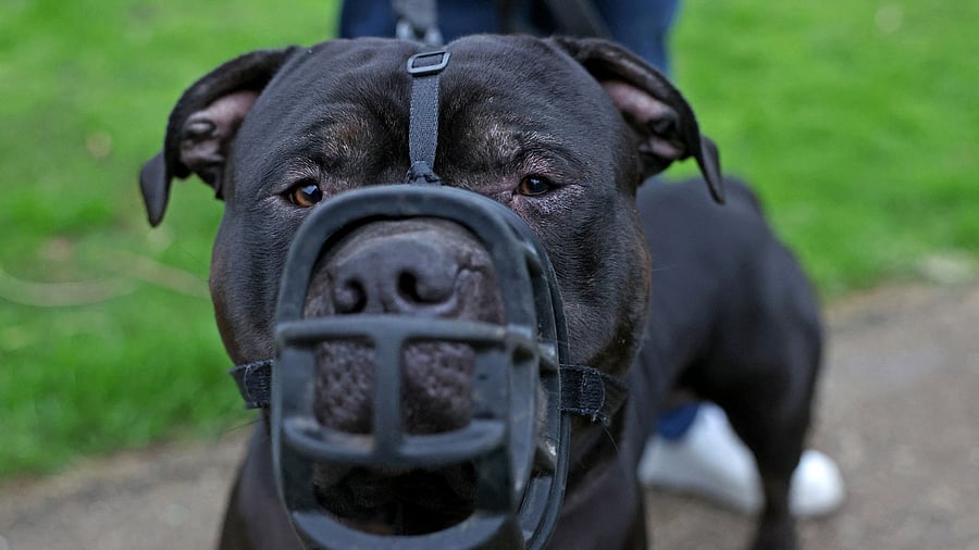 <div class="paragraphs"><p>Muzzled XL Bully dog 'Duke' is taken for a walk by owner Terry Wigzell ahead of his application for an exemption following the banning of the breed by the British government, in London, Britain, January 12, 2024. </p></div>