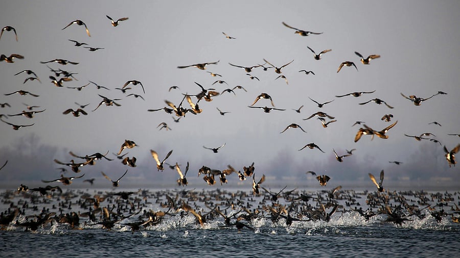 <div class="paragraphs"><p>A flock of migratory birds flies over the Wullar Lake.</p></div>