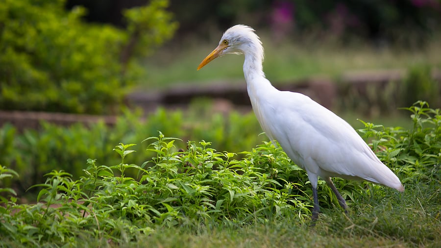 An egret