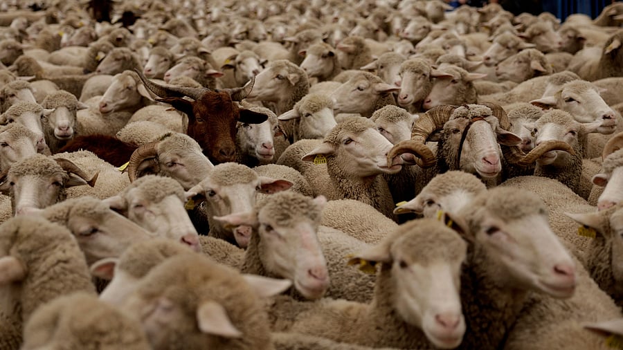 <div class="paragraphs"><p>Over 10,000 sheep and 2,000 cattle&nbsp;have been on the vessel since Jan. 5. Image for representation only.</p></div>