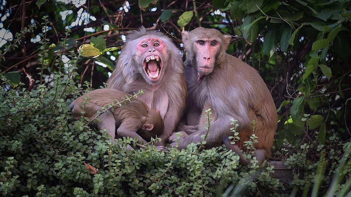 Bengaluru monkeys: Apartment residents split over menace and relocation