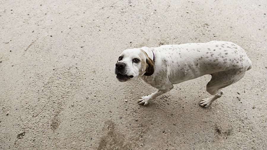 <div class="paragraphs"><p>Representative image showing a stray dog.</p></div>