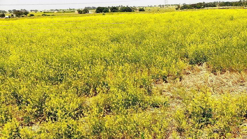 Mustard crop grown in Karatagi hobli of Koppal district. 
