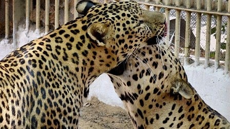 <div class="paragraphs"><p>During the quarantine period, all the exchanged animals' health will be constantly monitored.</p></div>