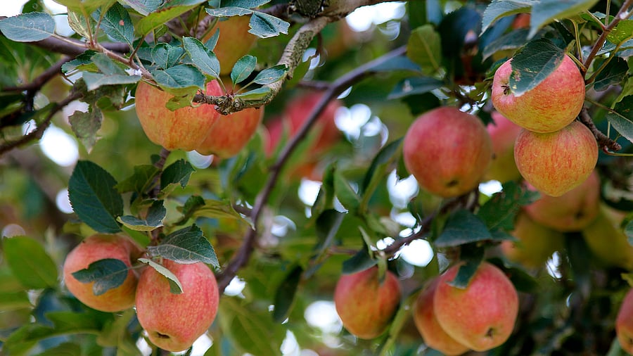 <div class="paragraphs"><p>For the apple farmers, train connectivity heralds a dawn of hope, a promise of prosperity.</p></div>