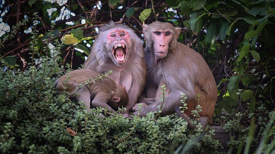 <div class="paragraphs"><p>Karnataka has reported two positive cases of the Kyasanur Forest Disease (KFD), also known as monkey fever. </p></div>