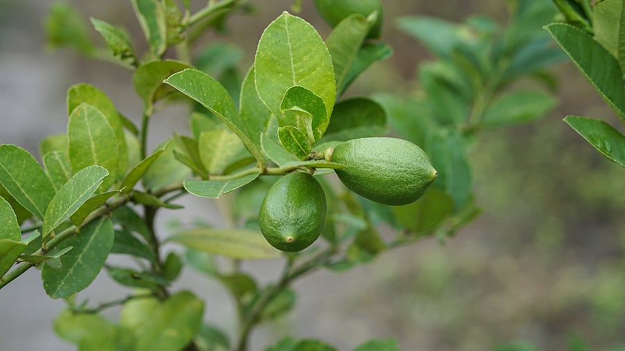 <div class="paragraphs"><p>'Kaji Nemu' is known for its unique aroma and health benefits and carries Geographical Indication (GI) tag.</p></div>