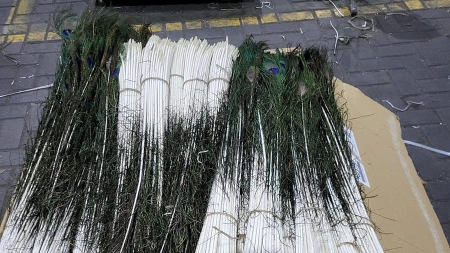 <div class="paragraphs"><p>The peacock tail feathers which were being smuggled </p></div>