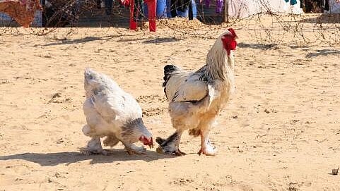 <div class="paragraphs"><p>The Cuban government food distributor COPMAR said the quantity stolen was the equivalent of a month`s ration of chicken for a medium-sized province at current distribution rates in the country. Representative image.</p></div>