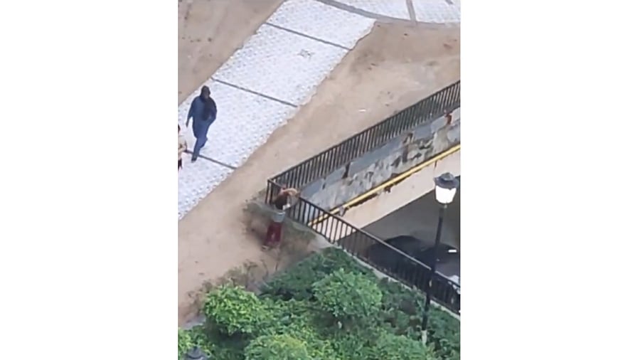 <div class="paragraphs"><p>Still from the viral clip showing the minor throwing the puppy</p></div>