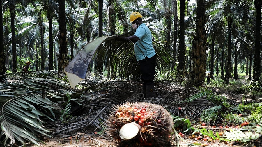 <div class="paragraphs"><p>Representative image of a tree plantation on degraded forest land.</p></div>