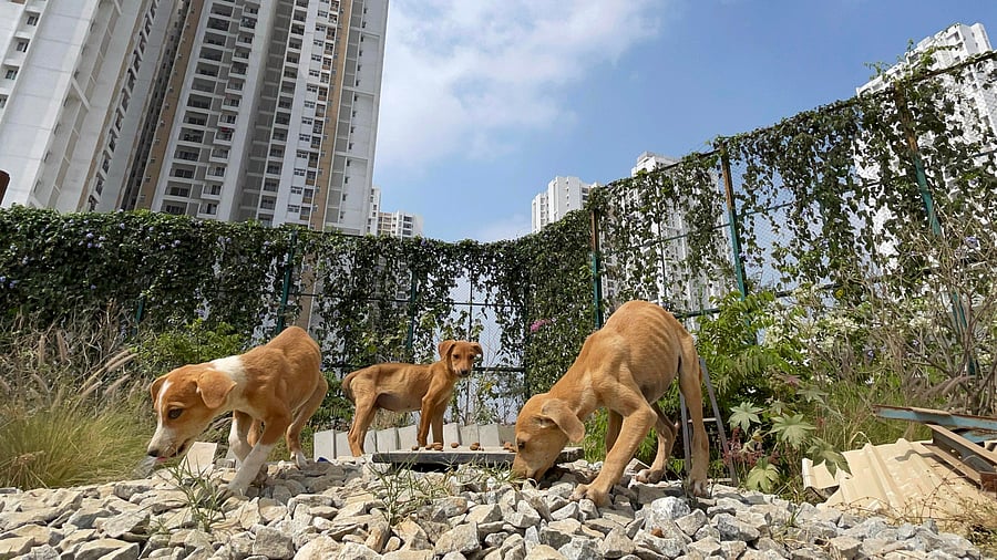 The BBMP plans to begin the drive in March. DH PHOTO/PUSHKAR V