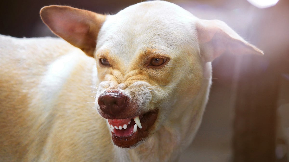 Toddler mauled to death by stray dogs in Delhi, family demands action ...