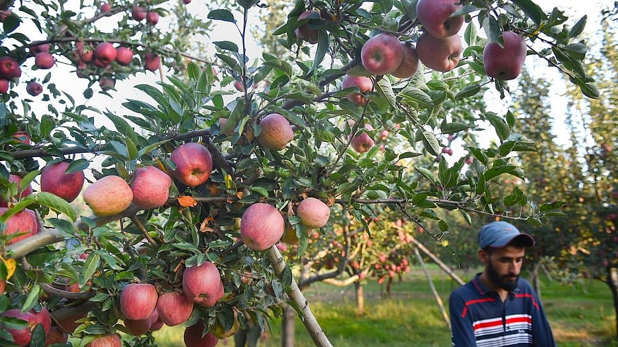 <div class="paragraphs"><p>Apples in Jammu &amp; Kashmir.</p></div>