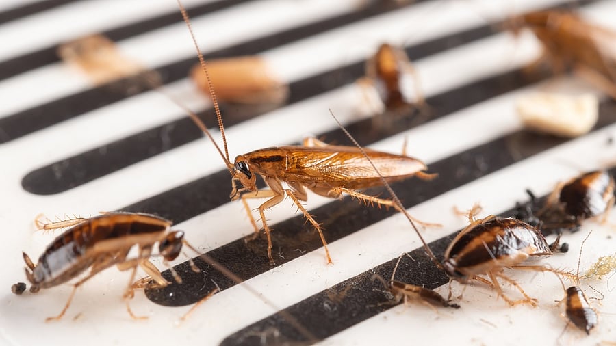 <div class="paragraphs"><p>Representative image showing cockroaches.</p></div>
