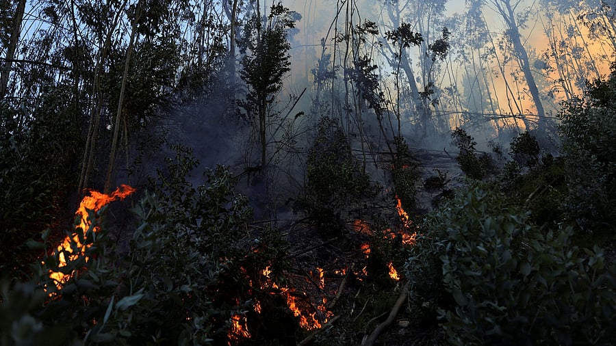 <div class="paragraphs"><p>Representative image of a forest fire.</p></div>