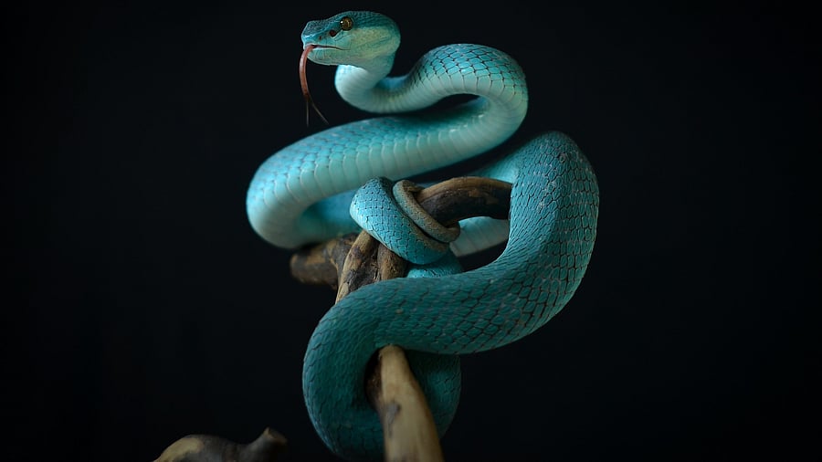 <div class="paragraphs"><p>Representative image showing a snake.</p></div>