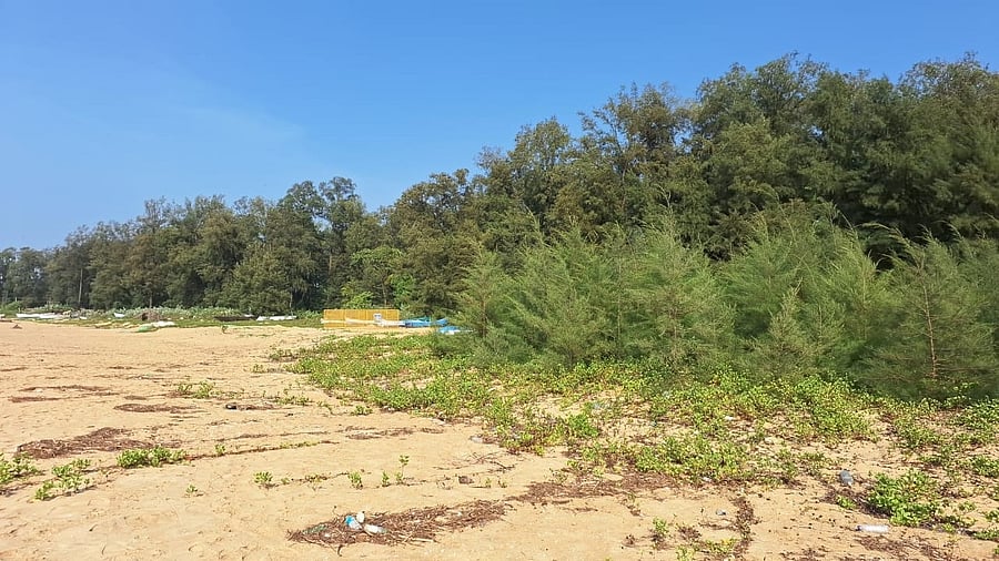 <div class="paragraphs"><p>The casuarina saplings (on the right) that were planted recently by the forest department are said to have further shrunk the nesting site at Devbagh Beach near Karwar. </p></div>