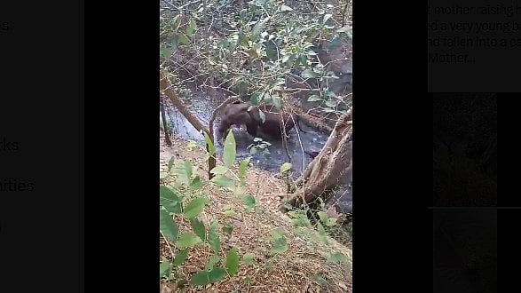 <div class="paragraphs"><p>Baby elephant rescued.&nbsp;</p></div>