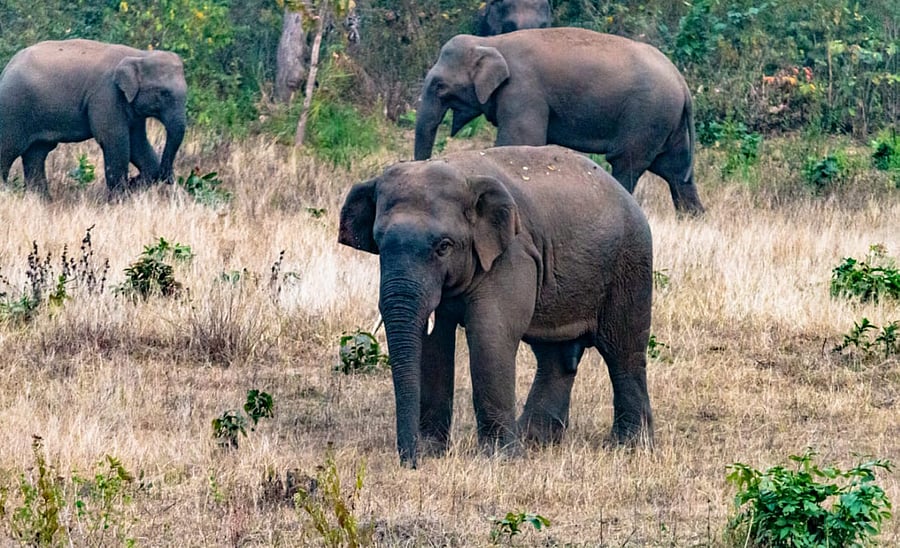 <div class="paragraphs"><p>Representative image for an elephant.</p></div>