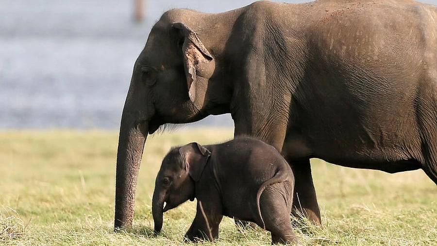 <div class="paragraphs"><p>Representative image for baby elephant.</p></div>