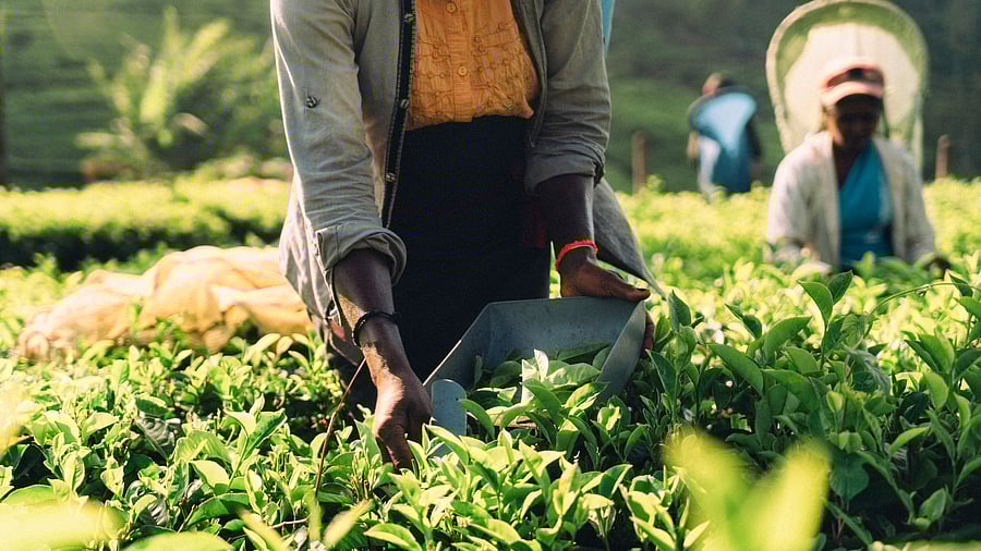 <div class="paragraphs"><p>Representative image showing Sri Lankan women working at a plantation.</p></div>