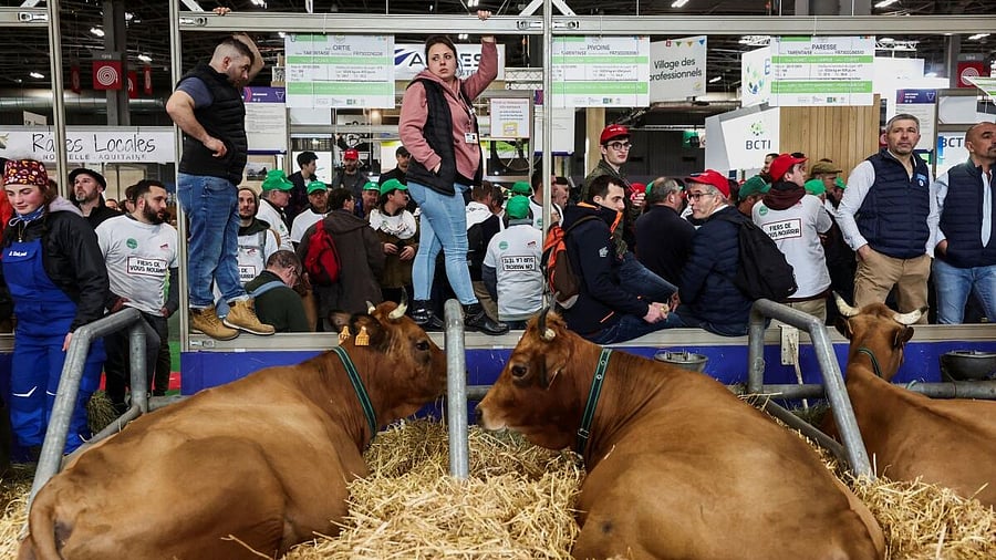 <div class="paragraphs"><p>People stand next to cows as farmers protest inside the Porte de Versailles exhibition centre, on the day of French President Emmanuel Macron's visit to the International Agriculture Fair (Salon International de l'Agriculture) during its inauguration, in Paris.&nbsp;</p></div>