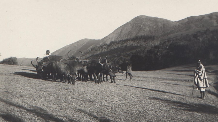 A photo depicting the Todas and their cattle.