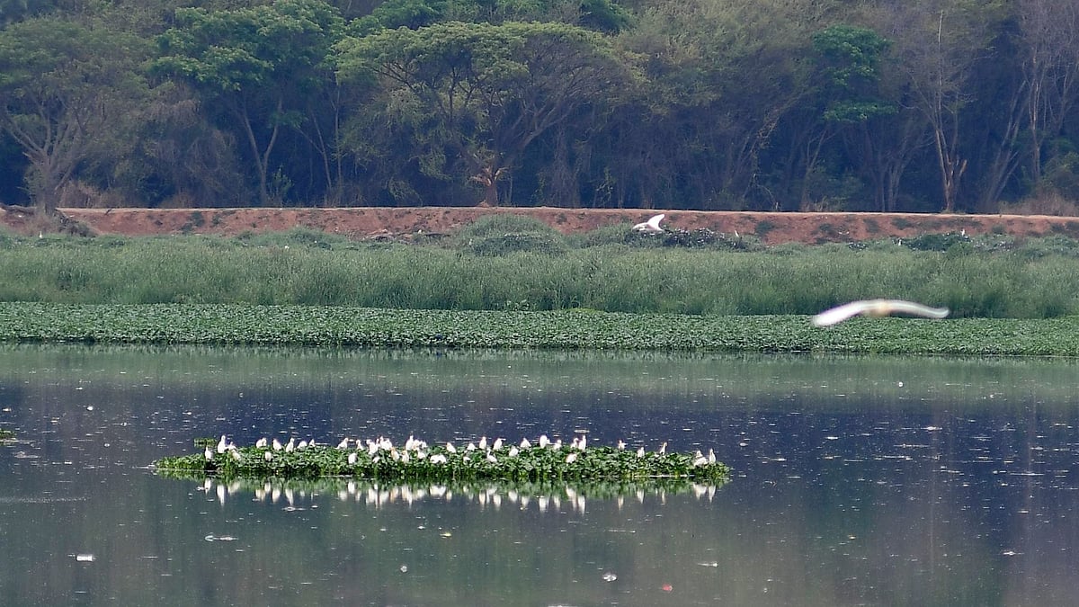 Bengalureans advocate lake tapping for sustainable water supply: Study