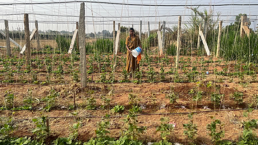 <div class="paragraphs"><p>Farmer Shreedevi trying to maintain soil moisture as groundwater levels dip in Chikkaballapur district.</p></div>