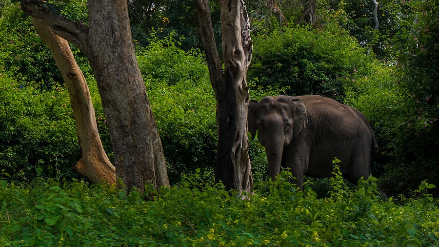 <div class="paragraphs"><p>Representative image of biodiversity in the Western Ghats.</p></div>