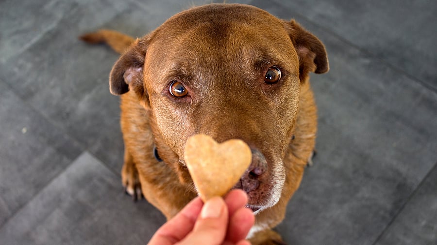 <div class="paragraphs"><p>A picture of a dog.</p></div>