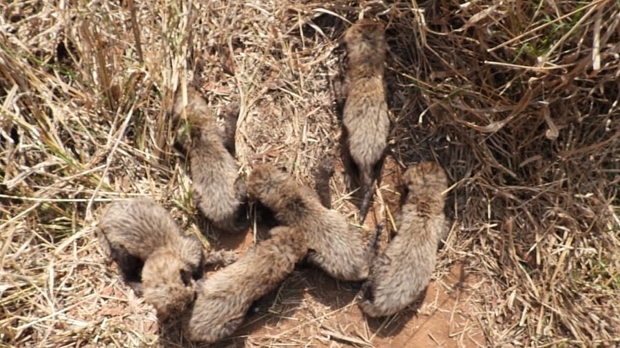 <div class="paragraphs"><p>File photo of cheetah cubs at the Kuno National Park in Madhya Pradesh's Sheopur district. (Representative image)</p></div>